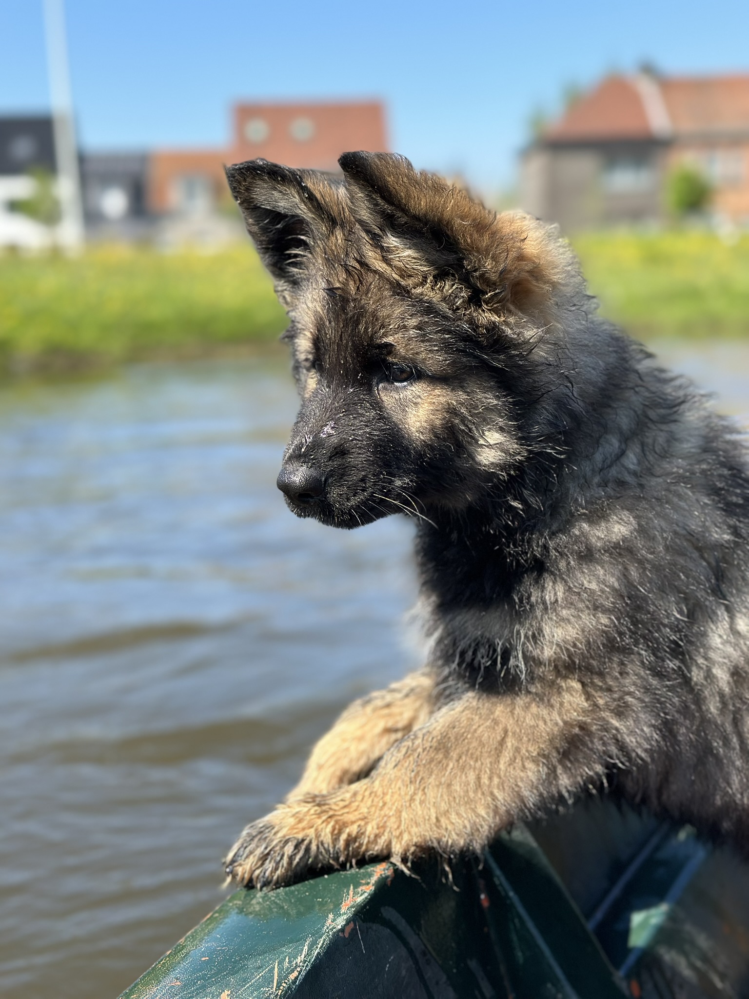 Bo - Oudduitse Herder