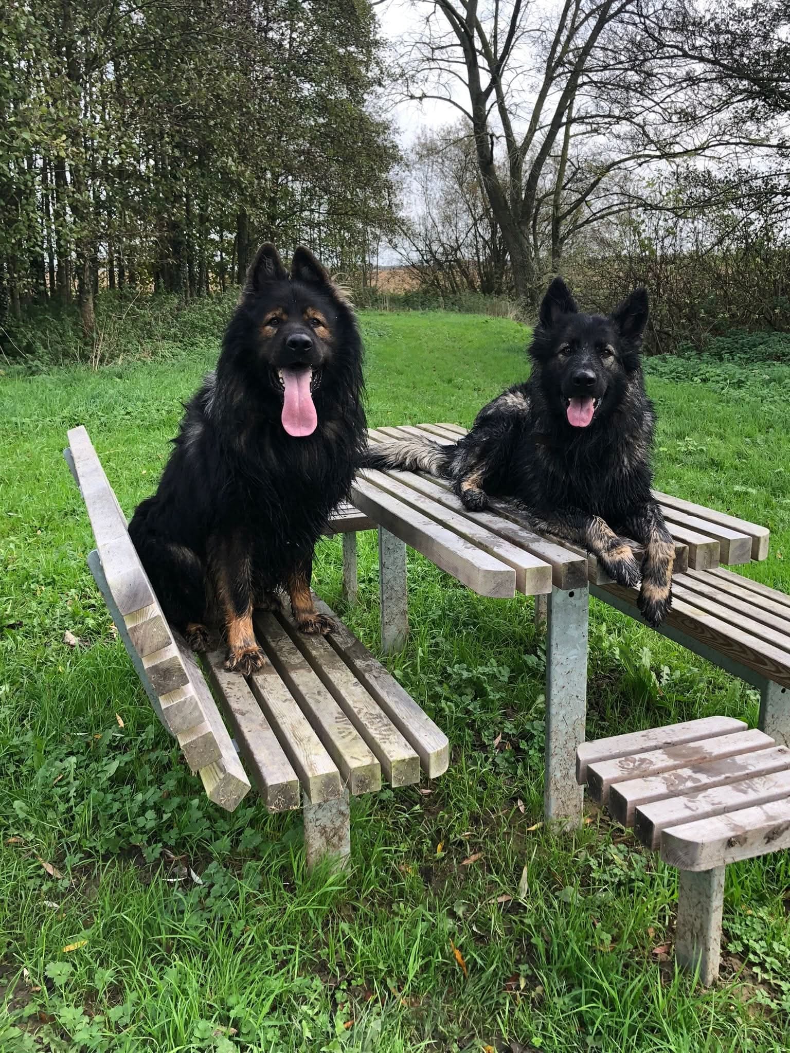 Bo - Oudduitse Herder