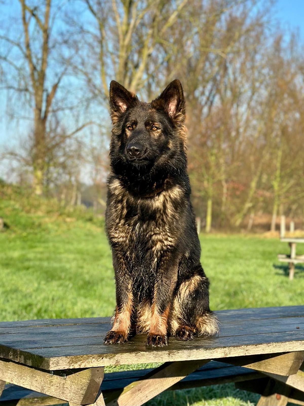 Bo - Oudduitse Herder