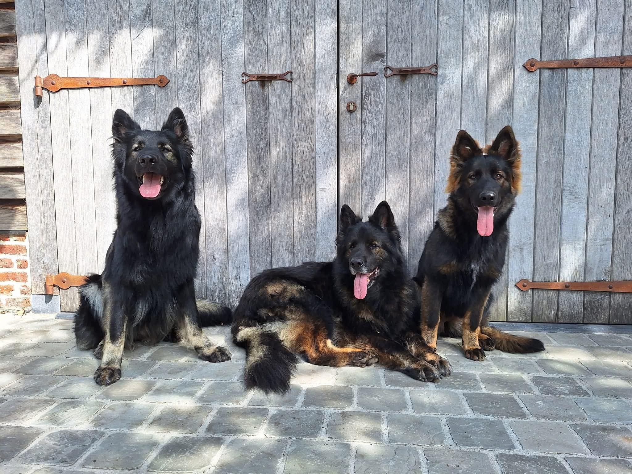 Bo - Oudduitse Herder